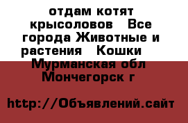 отдам котят крысоловов - Все города Животные и растения » Кошки   . Мурманская обл.,Мончегорск г.